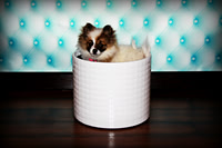 Meeka May