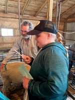 Livestock Judging
