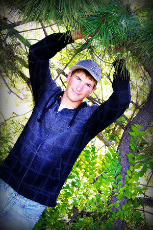 Hanging in the Trees